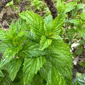 2 Peppermint Live Plants – Herb Starter, 4-6 inches tall, Fragrant Green Leaves - Image 6