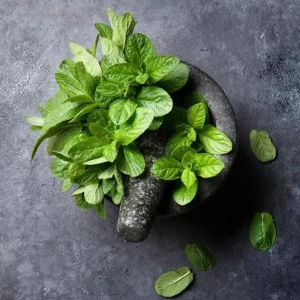 2 Peppermint Live Plants – Herb Starter, 4-6 inches tall, Fragrant Green Leaves - Image 7