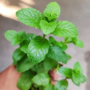 2 Peppermint Live Plants – Herb Starter, 4-6 inches tall, Fragrant Green Leaves - Image 9