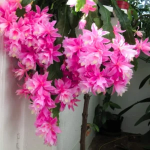 2 Pink Epiphyllum Orchid Cactus Live Plants – Rooted, 6-8 inch, 4 inch pot - Image 1