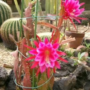 2 Pink Epiphyllum Orchid Cactus Live Plants – Rooted, 6-8 inch, 4 inch pot - Image 4