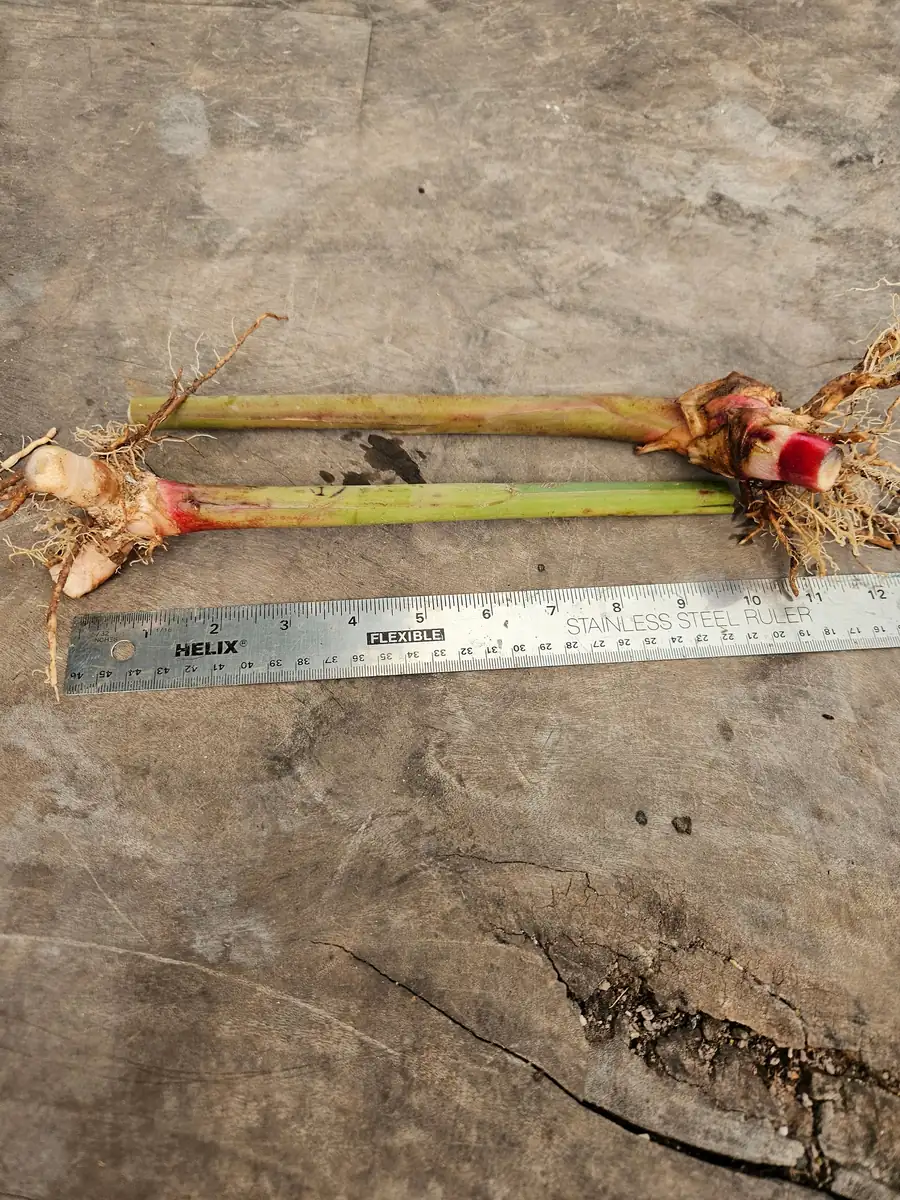 2 Pink Perfection Shell Ginger Rhizomes - Alpinia hainanensis - Fragrant Blooms - Image 2