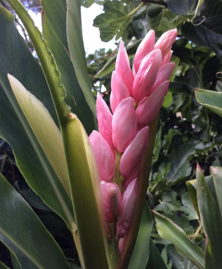 2 Pink Perfection Shell Ginger Rhizomes - Alpinia hainanensis - Fragrant Blooms - Image 3