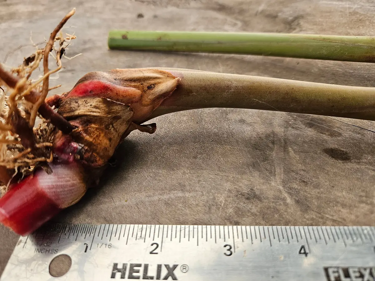 2 Pink Perfection Shell Ginger Rhizomes - Alpinia hainanensis - Fragrant Blooms - Image 4