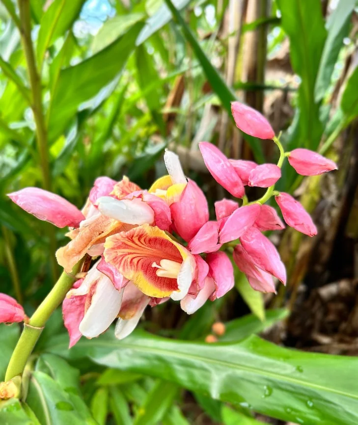 2 Pink Perfection Shell Ginger Rhizomes - Alpinia hainanensis - Fragrant Blooms - Image 5