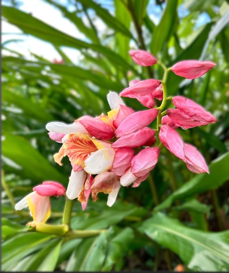 2 Pink Perfection Shell Ginger Rhizomes - Alpinia hainanensis - Fragrant Blooms - Image 1