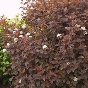 2 Purple Leaves Ninebark Bare-root Plant - Diabolo Cultivar, Physocarpus opulifolius - Image 2