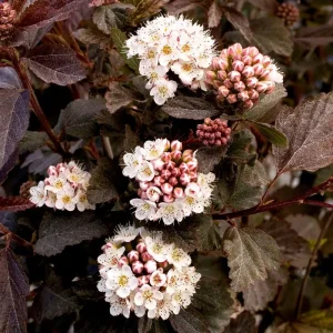 2 Purple Leaves Ninebark Bare-root Plant - Diabolo Cultivar, Physocarpus opulifolius - Image 3