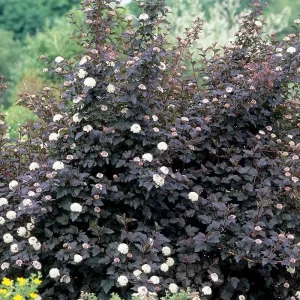 2 Purple Leaves Ninebark Bare-root Plant - Diabolo Cultivar, Physocarpus opulifolius - Image 4