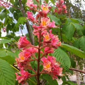 2 Red Buckeye Tree Bare-Root Plant - Aesculus Pavia Firecracker Plant - Image 2