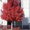 2 Red Maple Trees Live Plant - Acer Rubrum - 4 inch Container - 8 inch Height - Image 1