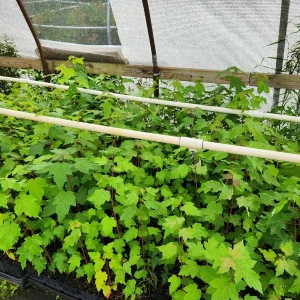 2 Red Maple Trees Live Plant - Acer Rubrum - 4 inch Container - 8 inch Height - Image 2