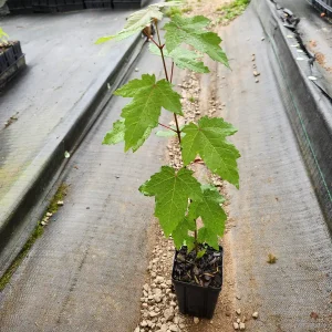 2 Red Maple Trees Live Plant - Acer Rubrum - 4 inch Container - 8 inch Height - Image 3