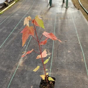 2 Red Maple Trees Live Plant - Acer Rubrum - 4 inch Container - 8 inch Height - Image 4