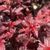 2 Red Ninebark Live Plants, 8-10" Tall, 3" Pots - Purple Foliage Shrub - Image 1