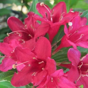 2 Red Weigela Live Plants, 4 inch containers, 6-12 inches tall, Outdoor Shrub - Image 1