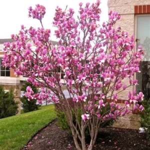 2 Saucer Magnolia Rooted Cuttings Bare Root - 8-12 In Tall Live Plant - Image 2