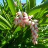 2 Shell Ginger Rhizomes - Porcelain Lily Live Plant - Alpinia Zerumbet - Image 1