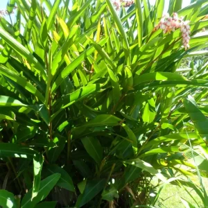 2 Shell Ginger Rhizomes - Porcelain Lily Live Plant - Alpinia Zerumbet - Image 3