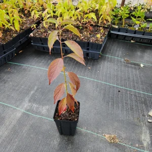 2 Silky Dogwood Live Plants, Cornus Amomum, 6