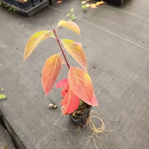 2 Silky Dogwood Live Plants, Cornus Amomum, 6