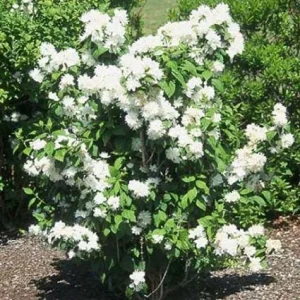 2 Snowflake Mock Orange Bare Root Plant - Fragrant White Flowers, Zones 3-7 - Image 3
