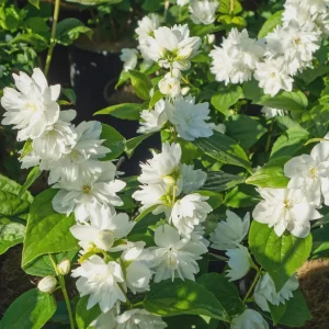 2 Snowflake Mock Orange Bare Root Plant - Fragrant White Flowers, Zones 3-7 - Image 1