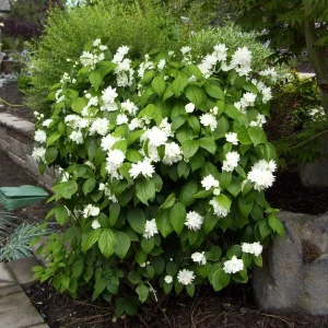 2 Snowflake Mock Orange Bare Root Plant - Fragrant White Flowers, Zones 3-7 - Image 4