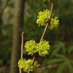 2 Spicebush Live Plants (Lindera Benzoin) - 4 inch Containers, Outdoor Shrub - Image 1