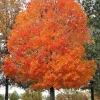 2 Sugar Maple Bare-root Trees - Acer saccharum - Outdoor Shade Tree - Image 1