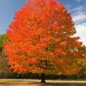 2 Sugar Maple Bare-root Trees - Acer saccharum - Outdoor Shade Tree - Image 3