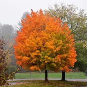 2 Sugar Maple Bare-root Trees - Acer saccharum - Outdoor Shade Tree - Image 5