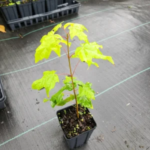 2 Sugar Maple Trees (Acer Saccharum) – Live Plant – 4 inch Container – 6 inch Height - Image 2