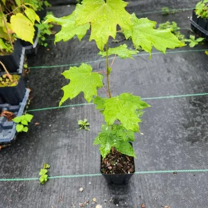 2 Sugar Maple Trees (Acer Saccharum) – Live Plant – 4 inch Container – 6 inch Height - Image 3
