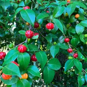 2 Surinam Cherry Live Plants – 4-6