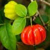 2 Surinam Cherry Live Plants – 4-6" Tall Tropical Shrub – Edible Fruit - Image 1