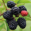 2 Thornless Blackberry Live Plants – Primocane Fruiting – Large Sweet Fruit – USDA Zones 6-9 - Image 1