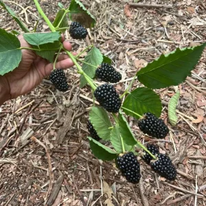 2 Thornless Blackberry Live Plants – Primocane Fruiting – Large Sweet Fruit – USDA Zones 6-9 - Image 2