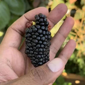 2 Thornless Blackberry Live Plants – Primocane Fruiting – Large Sweet Fruit – USDA Zones 6-9 - Image 4