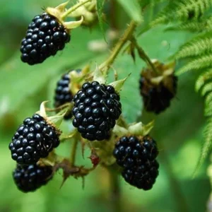 2 Thornless Blackberry Live Plants – Primocane Fruiting – Large Sweet Fruit – USDA Zones 6-9 - Image 5