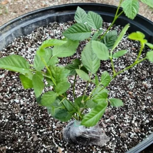 2 Thornless Blackberry Live Plants – Primocane Fruiting – Large Sweet Fruit – USDA Zones 6-9 - Image 7