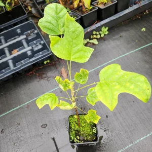 2 Tulip Poplar Trees Live Plant – 6