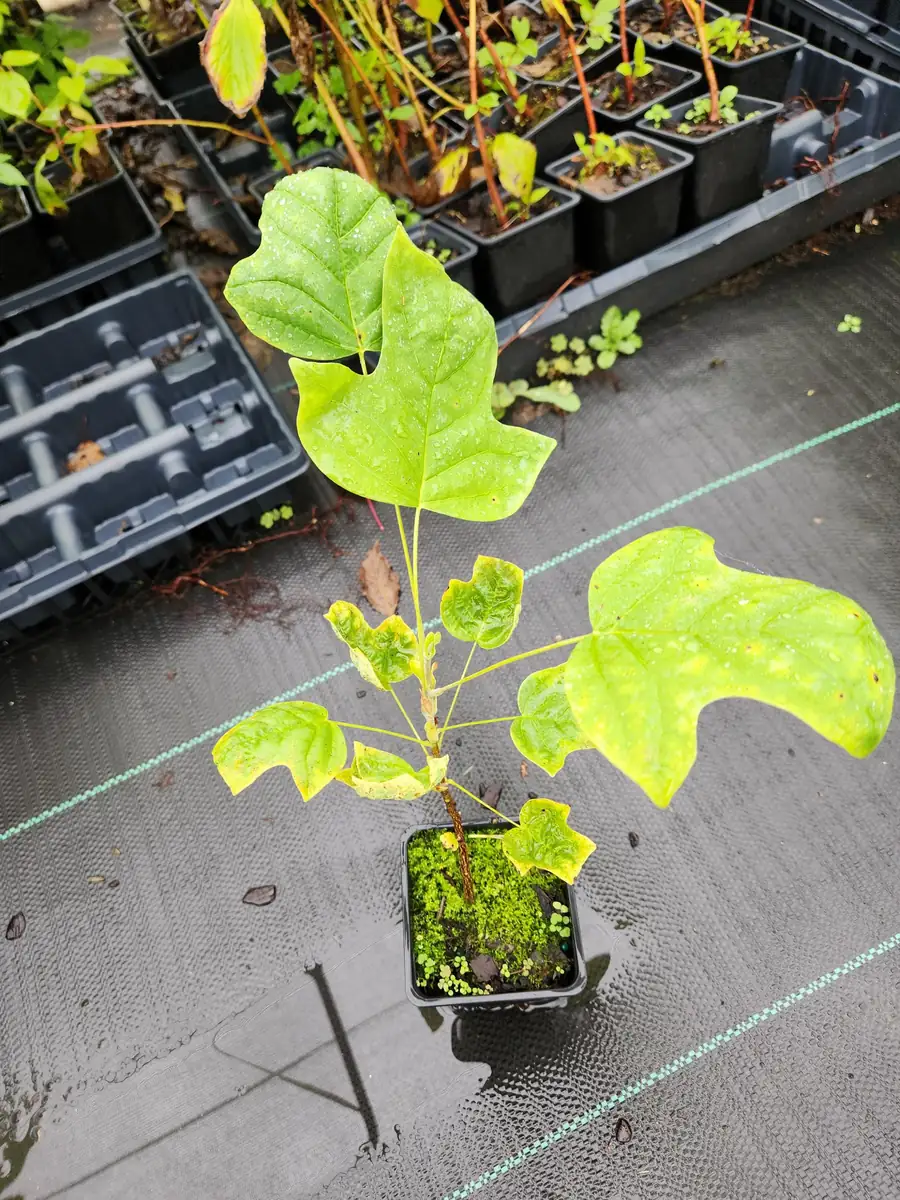 2 Tulip Poplar Trees Live Plant – 6" Tall, 4" Container – Zones 4-9 Shade Tree - Image 2