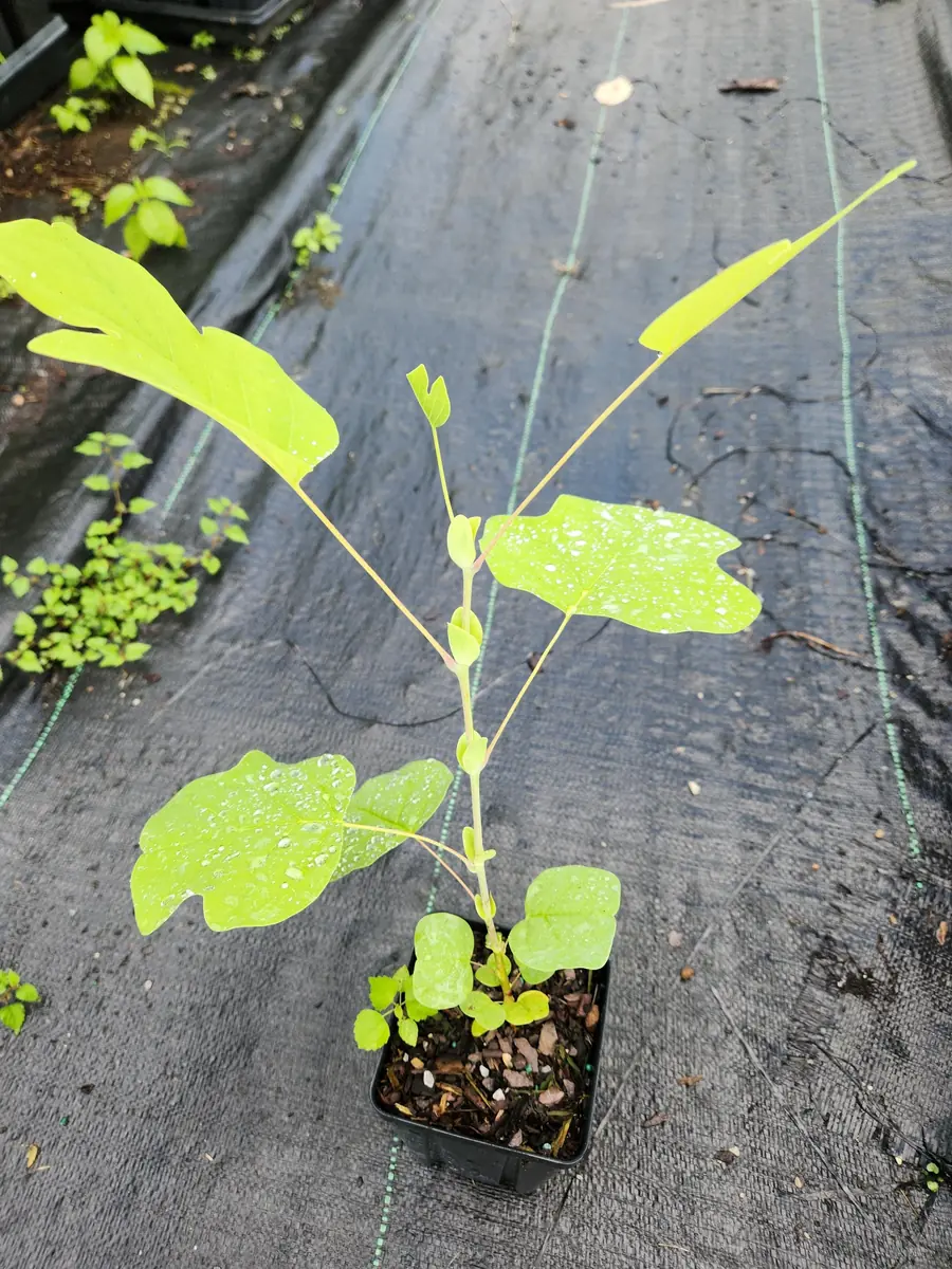 2 Tulip Poplar Trees Live Plant – 6" Tall, 4" Container – Zones 4-9 Shade Tree - Image 3