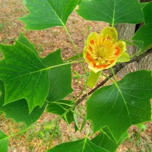 2 Tulip Poplar Trees Live Plant – 6" Tall, 4" Container – Zones 4-9 Shade Tree - Image 1