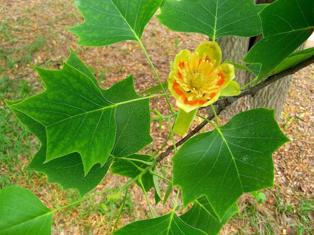 2 Tulip Poplar Trees Live Plant – 6" Tall, 4" Container – Zones 4-9 Shade Tree - Image 1