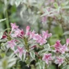 2 Variegated Weigela Bare Root Plants - 1-2 ft Deciduous Shrubs Outdoor - Image 1