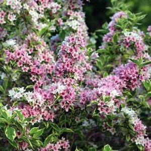2 Variegated Weigela Bare Root Plants - 1-2 ft Deciduous Shrubs Outdoor - Image 2