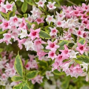 2 Variegated Weigela Bare Root Plants - 1-2 ft Deciduous Shrubs Outdoor - Image 3