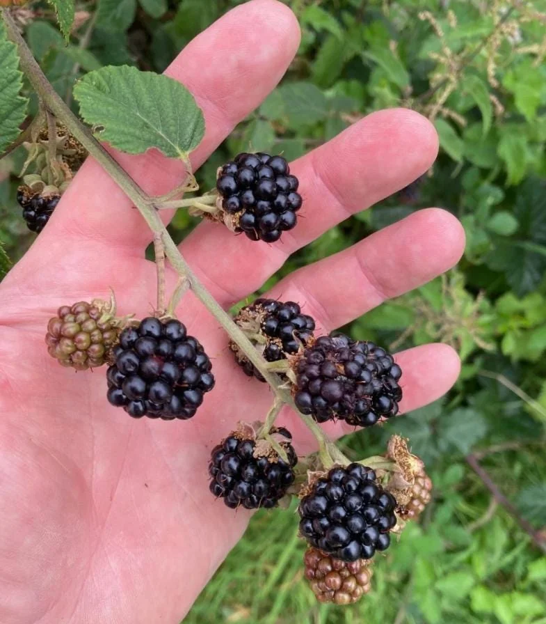 2 Von Thornless Blackberry Live Plants – Sweet Fruit, High Yield – Zones 5-10 - Image 3